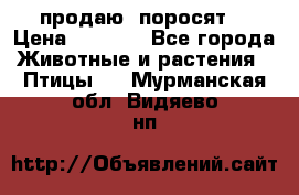 продаю  поросят  › Цена ­ 1 000 - Все города Животные и растения » Птицы   . Мурманская обл.,Видяево нп